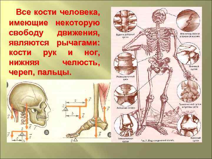 Все кости человека, имеющие некоторую свободу движения, являются рычагами: кости рук и ног, нижняя