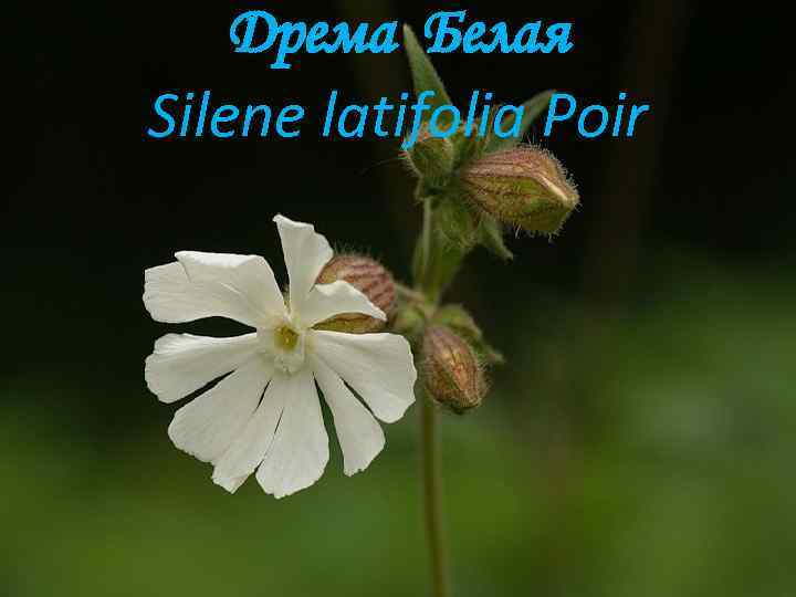 Дрема Белая Silene latifolia Poir 