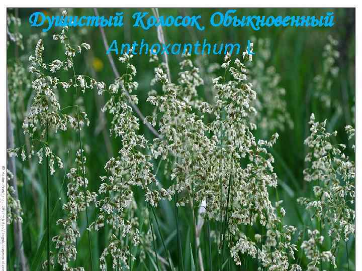 Душистый Колосок Обыкновенный Anthoxanthum L 