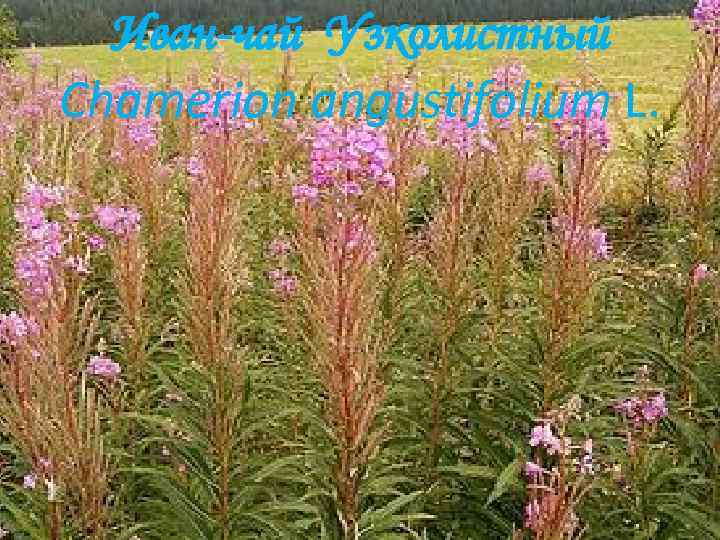 Иван-чай Узколистный Chamerion angustifolium L. 