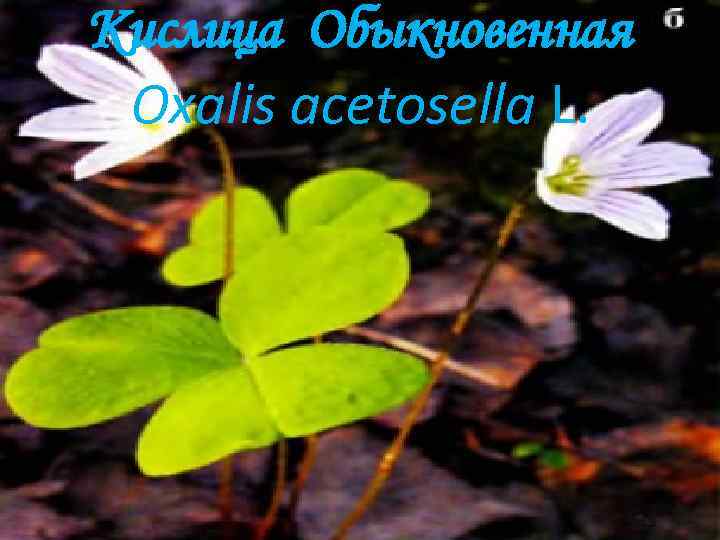 Кислица Обыкновенная Oxalis acetosella L. 