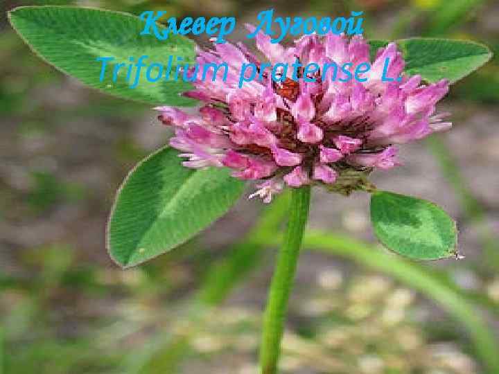 Клевер Луговой Trifolium pratense L. 