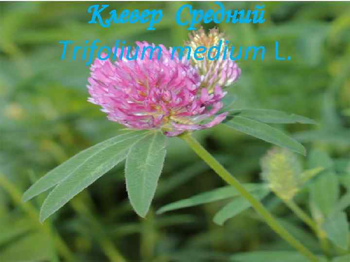 Клевер Средний Trifolium medium L. 