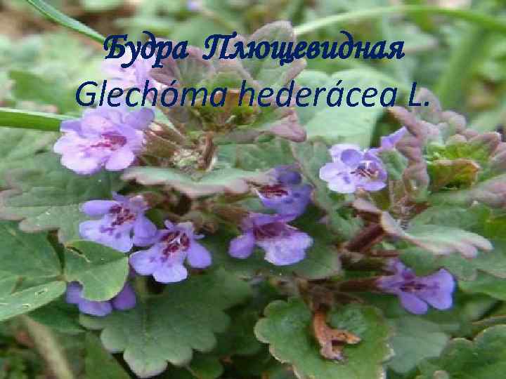 Будра Плющевидная Glechóma hederácea L. 