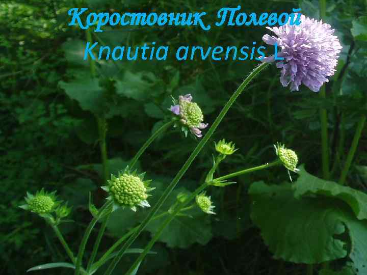 Коростовник Полевой Knautia arvensis L 