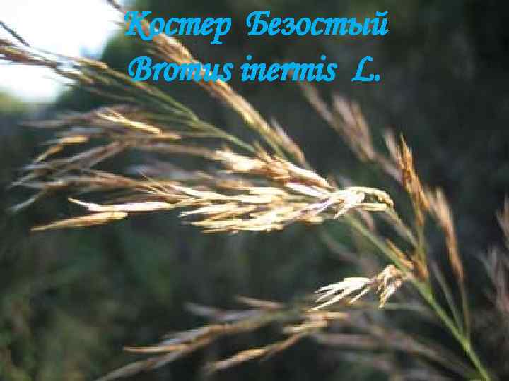 Костер Безостый Bromus inermis L. 