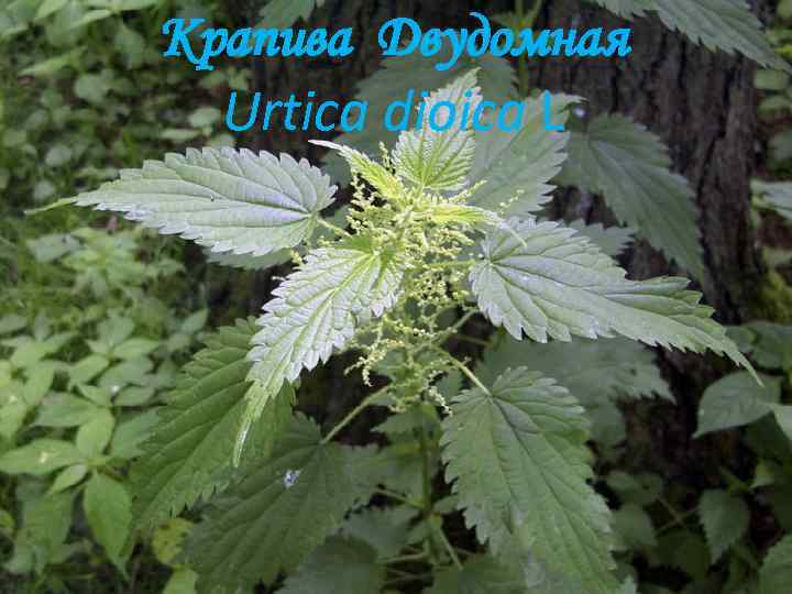 Крапива Двудомная Urtica dioica L 