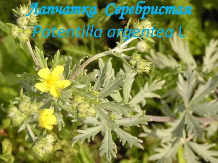 Лапчатка Серебристая Potentilla argentea L 