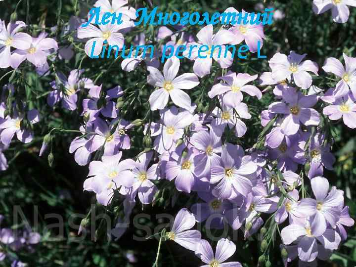 Лен Многолетний Linum perenne L 