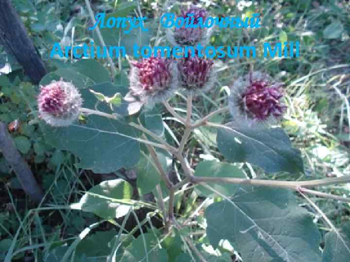 Лопух Войлочный Arctium tomentosum Mill 