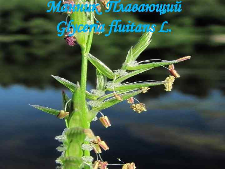 Манник Плавающий Glyceria fluitans L. 