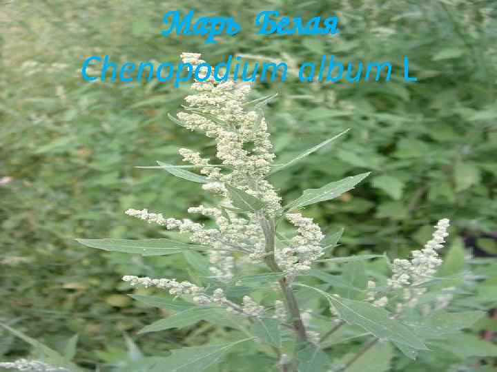 Марь Белая Chenopodium album L 