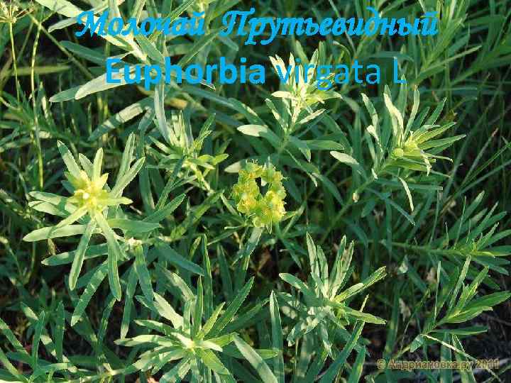 Молочай Прутьевидный Euphorbia virgata L 