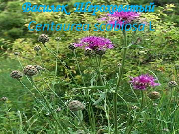 Василек Шероховатый Centaurea scabiosa L 