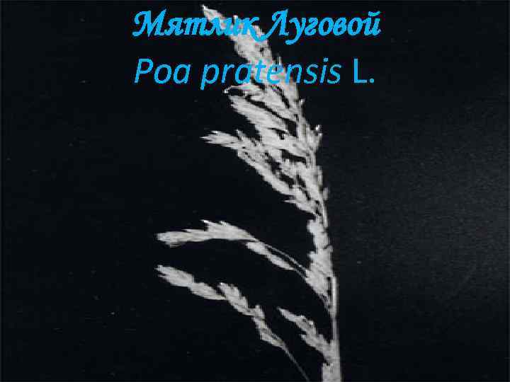 Мятлик Луговой Poa pratensis L. 