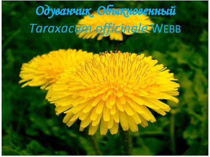 Одуванчик Обыкновенный Taraxacum officinale WEBB 