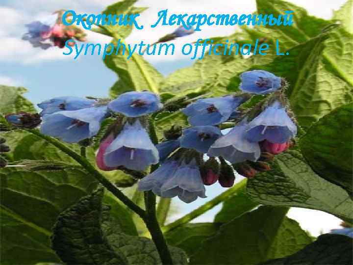 Окопник Лекарственный Symphytum officinale L. 