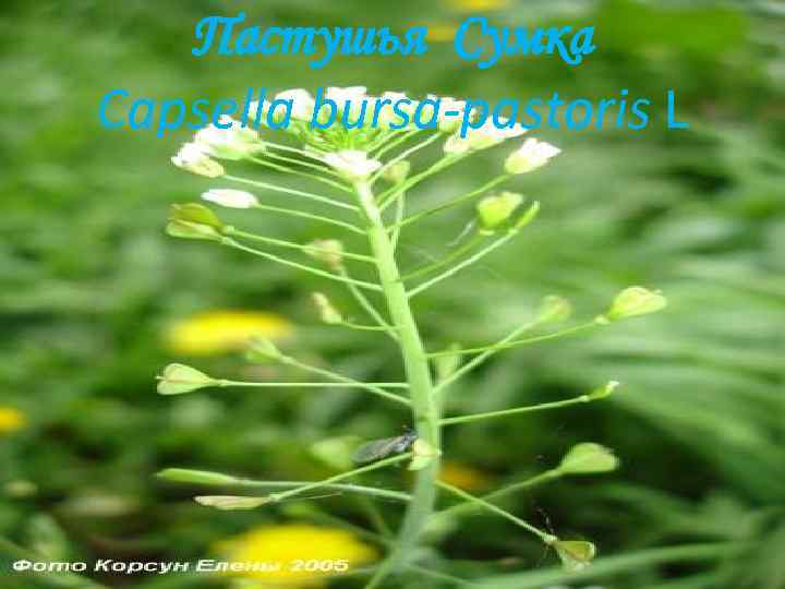 Пастушья Сумка Capsella bursa-pastoris L 