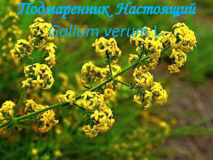 Подмаренник Настоящий Galium verum L. 