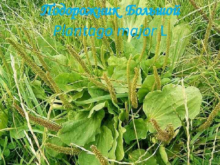 Подорожник Большой Plantago major L 