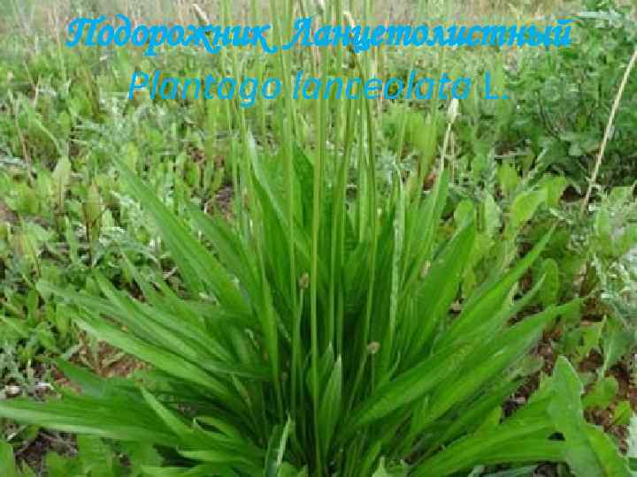 Подорожник Ланцетолистный Plantago lanceolata L. 