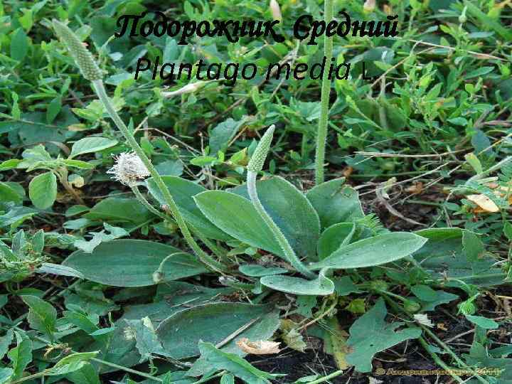 Подорожник Средний Plantago media L. 