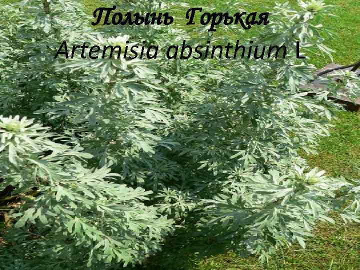 Полынь Горькая Artemisia absinthium L 