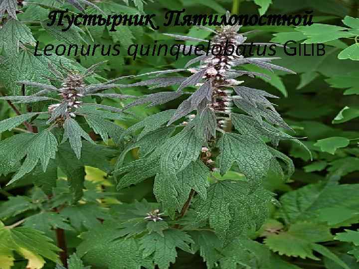 Пустырник Пятилопостной Leonurus quinquelobatus GILIB 