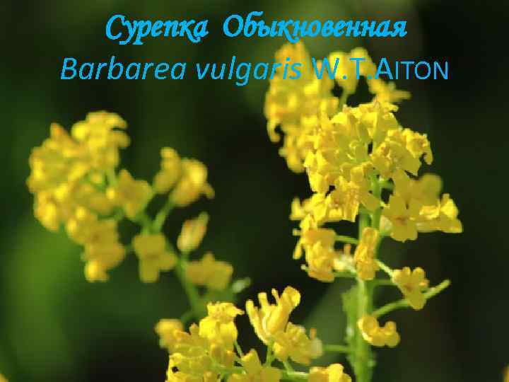 Сурепка Обыкновенная Barbarea vulgaris W. T. AITON 