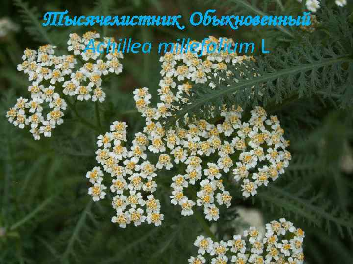 Тысячелистник Обыкновенный Achillea millefolium L 