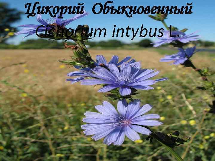 Цикорий Обыкновенный Cichorium intybus L. 