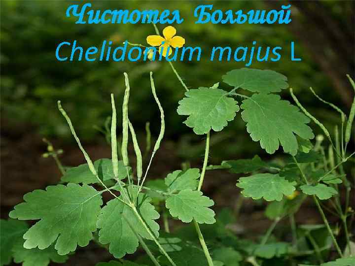 Чистотел Большой Chelidonium majus L 