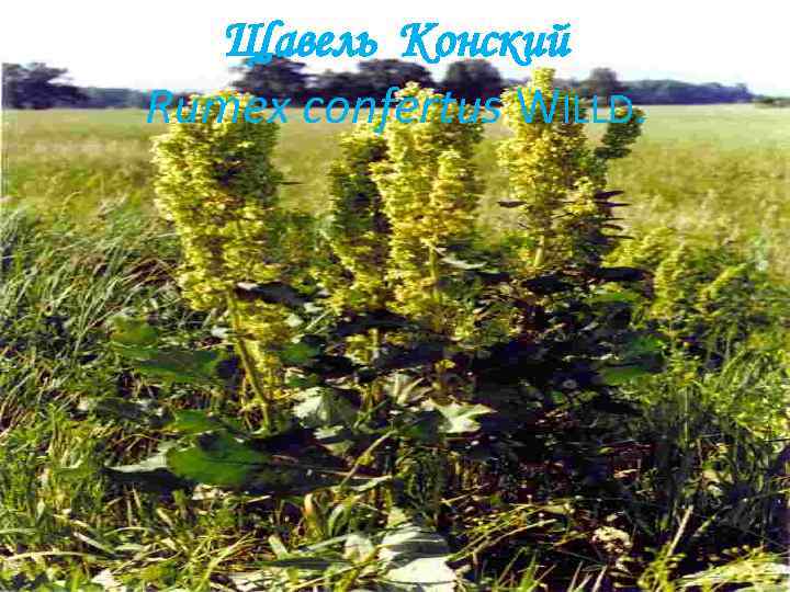 Щавель Конский Rumex confertus WILLD. 