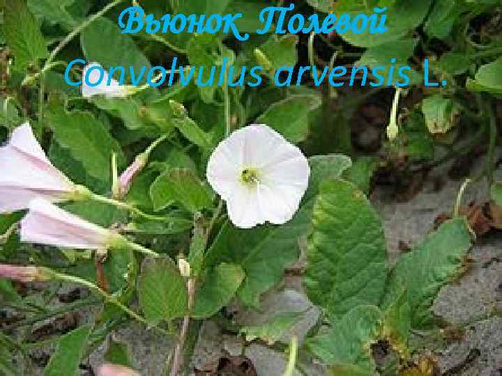 Вьюнок Полевой Convolvulus arvensis L. 