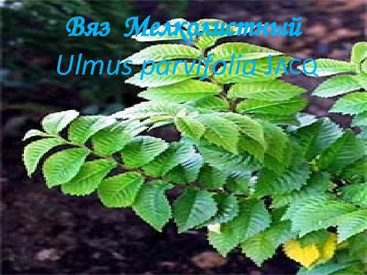 Вяз Мелколистный Ulmus parvifolia JACQ 