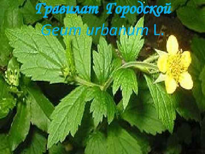 Гравилат Городской Geum urbanum L. 