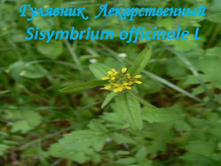 Гулявник Лекарственный Sisymbrium officinale L 