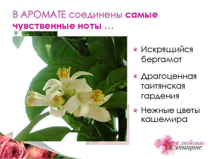 В АРОМАТЕ соединены самые чувственные ноты … Искрящийся бергамот Драгоценная таитянская гардения Нежные цветы