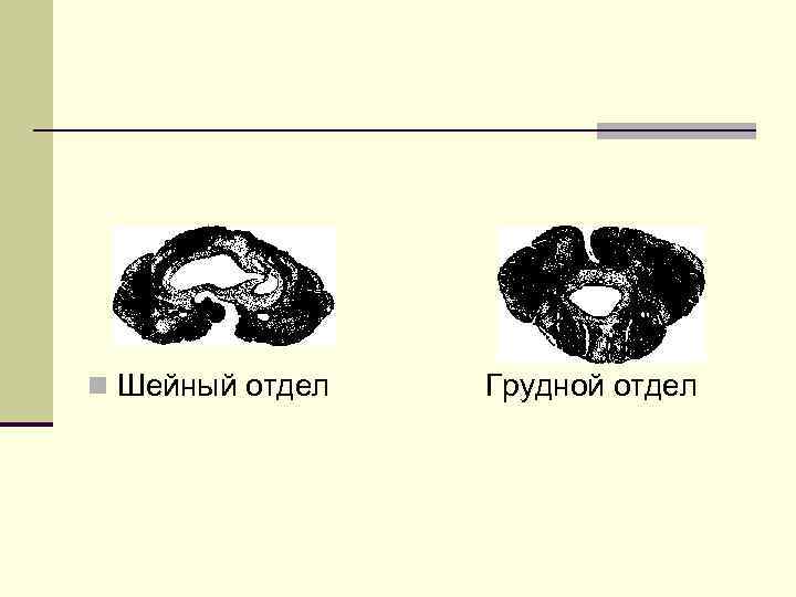 n Шейный отдел Грудной отдел 