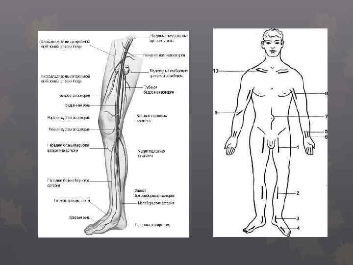 Анатомия вен верхних конечностей схема для узи