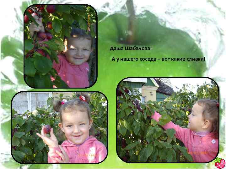 Даша Шабалова: А у нашего соседа – вот какие сливки! 