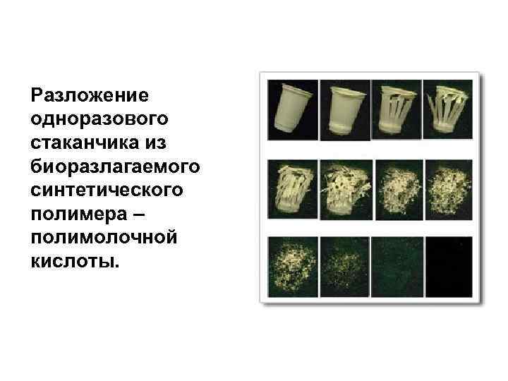Разложение одноразового стаканчика из биоразлагаемого синтетического полимера – полимолочной кислоты. 