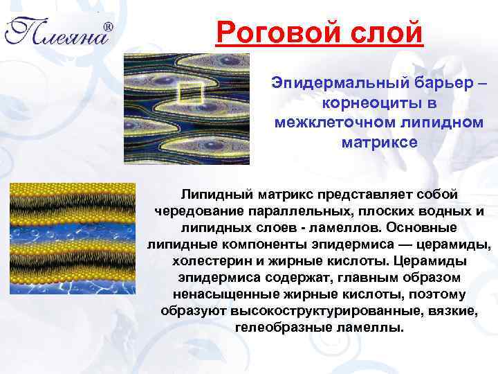 Роговой слой Эпидермальный барьер – корнеоциты в межклеточном липидном матриксе Липидный матрикс представляет собой