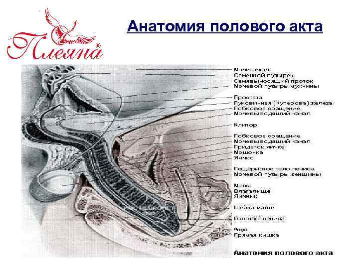 Анатомия полового акта 