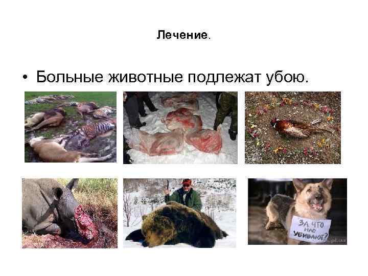 Лечение. • Больные животные подлежат убою. 