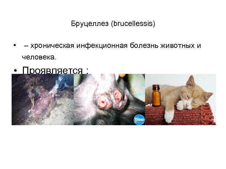 Бруцеллез (brucellessis) • – хроническая инфекционная болезнь животных и человека. • Проявляется : 
