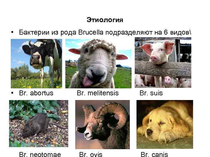 Этиология • Бактерии из рода Brucella подразделяют на 6 видов • • Br. abortus