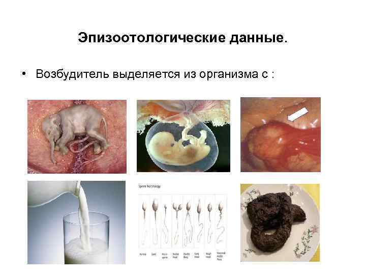 Эпизоотологические данные. • Возбудитель выделяется из организма с : 