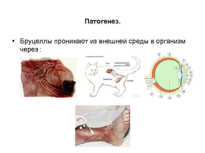 Патогенез. • Бруцеллы проникают из внешней среды в организм через : 