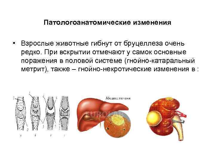 Патологоанатомические изменения • Взрослые животные гибнут от бруцеллеза очень редко. При вскрытии отмечают у